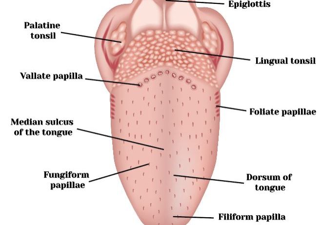 Anatomy of the tongue 
